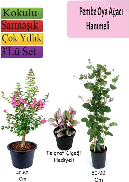 Pembe Oya Ağacı+ Hanımeli Çiçeği+ Telgraf Çiçeği Hediyeli