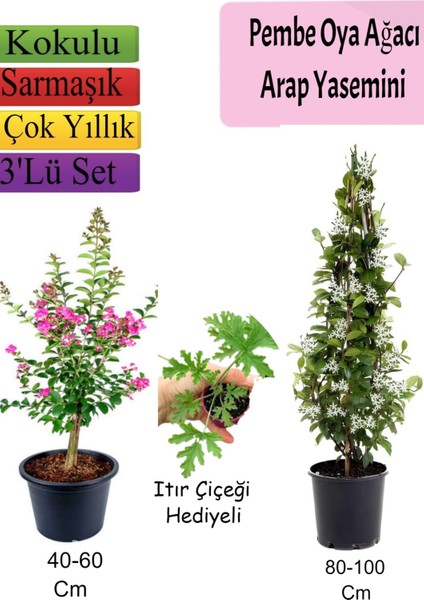 Pembe Oya Ağacı+ Arap Yasemini + Itır Çiçeği Hediyeli