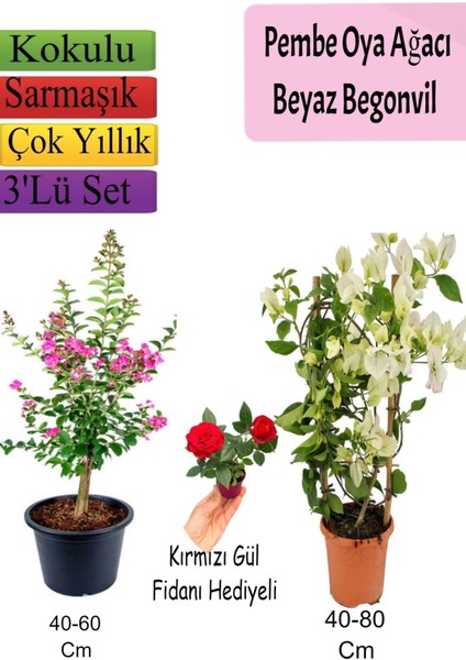 Pembe Oya Ağacı+ Beyaz Begonvil+ Kırmızı Gül Fidanı Hediyeli
