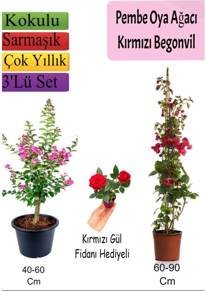 Pembe Oya Ağacı+ Kırmızı Begonvil+ Kırmızı Gül Fidanı Hediyeli