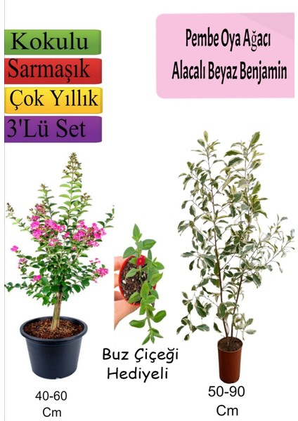 Pembe Oya Ağacı+ Alacalı Beyaz Benjamin+ Buz Hediyeli