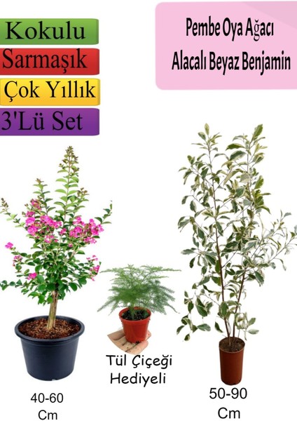 Pembe Oya Ağacı+ Alacalı Beyaz Benjamin+ Tül Hediyeli
