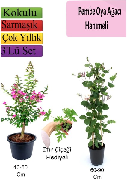 Pembe Oya Ağacı+ Hanımeli Çiçeği+ Itır Çiçeği Hediyeli
