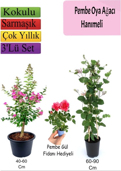 Pembe Oya Ağacı+ Hanımeli Çiçeği+ Pembe Gül Fidanı Hediyeli