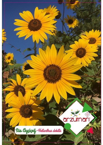 Kademgiller Süs Ayçiçeği Tohumu