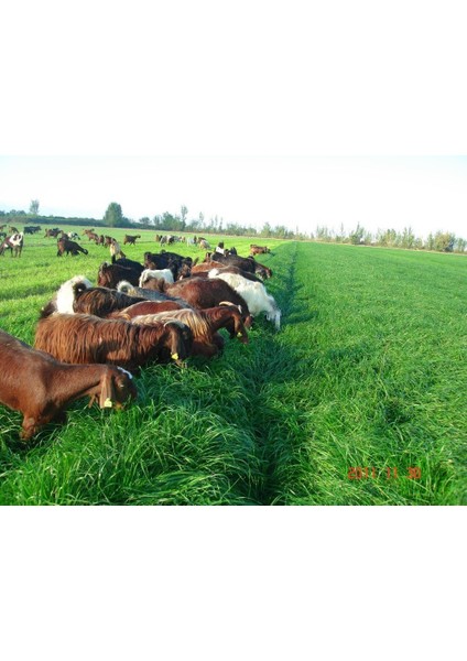 M.K.  Yayla Tohumculuk süt Otu Tohumu (Ryegrass)-Rye Grass-Italyan Çimi - Reygrass - Tetraploid - 1 kg