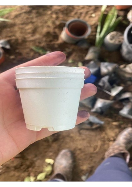 Katı Plastik Sukulent Saksısı 5 Adet Beyaz (5.5 Cm) modelleri