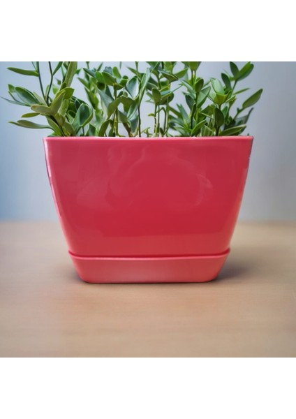 Floris Kare Tabaklı Pembe Saksı