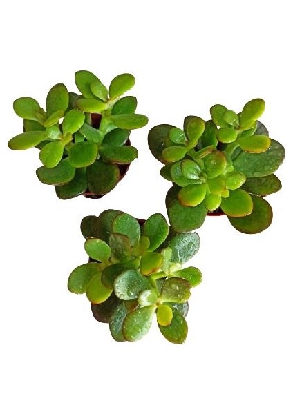 3 Adet Crasula Krasula Para Bitkisi Sukulent (5,5 Luk)
