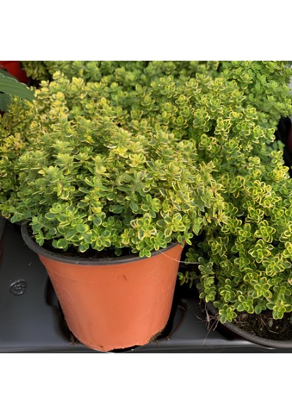 Yayılıcı Limon Kokulu Limone Aromatik Kekik Fidesi (2 Adet)