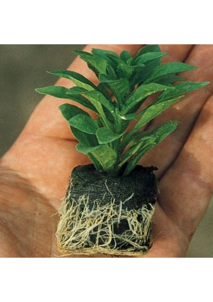 Potunia Plus Serisi Mixed Petunya Fidesi (5 Adet) fiyatları