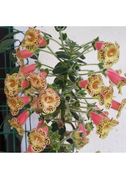 Koleksiyonluk Belinda Kohleria Japon Küpelisi Çiçeği Fidesi (Mini Saksıda)