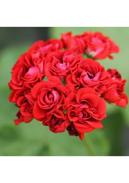 Nadir Bornholm Gül Sardunya Çiçeği Fidesi(1 Adet)