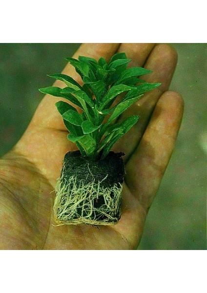 Nadir Bornholm Gül Sardunya Çiçeği Fidesi(1 Adet) fiyatları