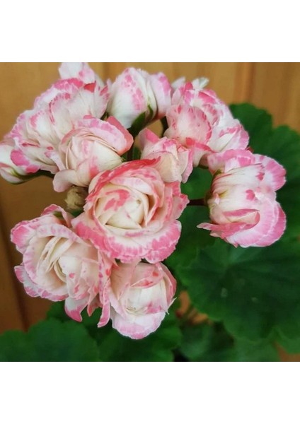 Koleksiyonluk Denise Appleblossom Gül Sardunya Çiçeği Fidesi (1 Adet)