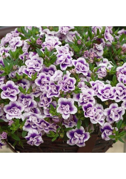 Calita Katmerli Double Blue Bicolor Milyonlar Çanı Calibrochoa Çiçeği Fidesi (1 Adet)