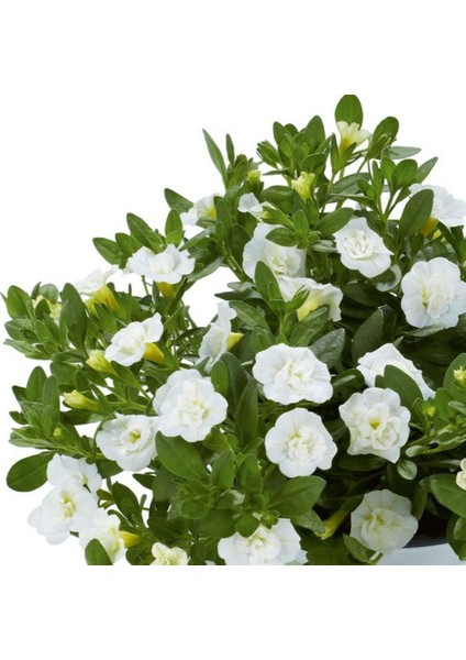 Calita Katmerli Double Snow Milyonlar Çanı Calibrochoa Çiçeği Fidesi (1 Adet)