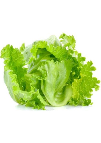 Iceberg Marul Fidesi (5 Adet)