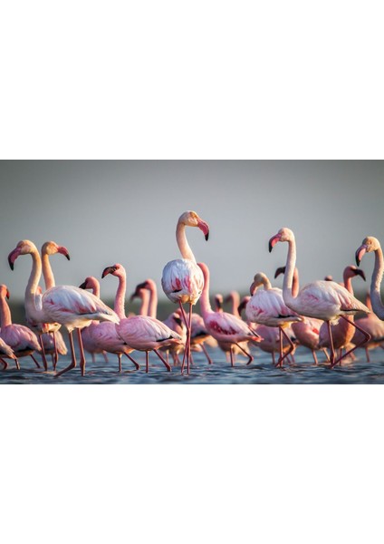 Youshine Flamingo Kanvas Tablo