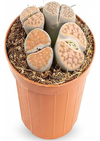Taş Kaktüs Sukulent (5-10 Cm) 1 Adet Saksılı Dekoratif Bitki