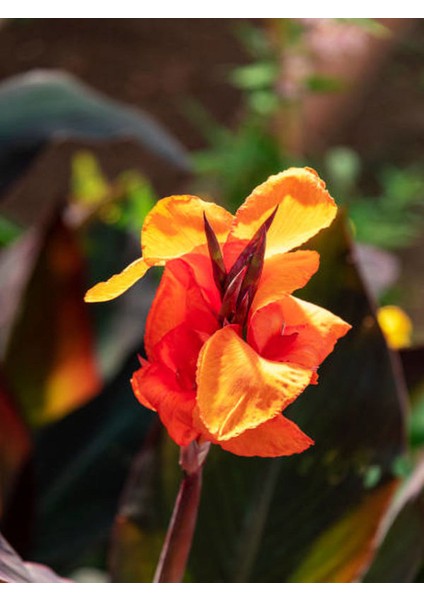 Kana Tesbih Çiçeği Turuncu(30-50 Cm)1 Adet Saksılı Balkon Bahçe Bitkisi