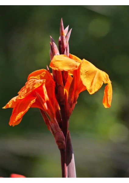 Kana Tesbih Çiçeği Turuncu(30-50 Cm)1 Adet Saksılı Balkon Bahçe Bitkisi modelleri