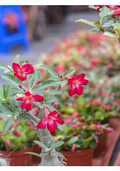 Kırmızı Renkli Çöl Gülü (20 50 Cm)1 Adet Saksılı Dış Mekan Bitkisi