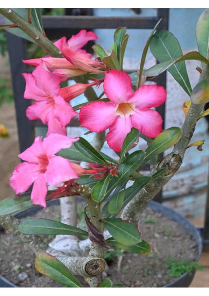 Muhteşem Görünümlü Pembe Renkli Çöl Gülü (20-50 Cm) 1 Adet