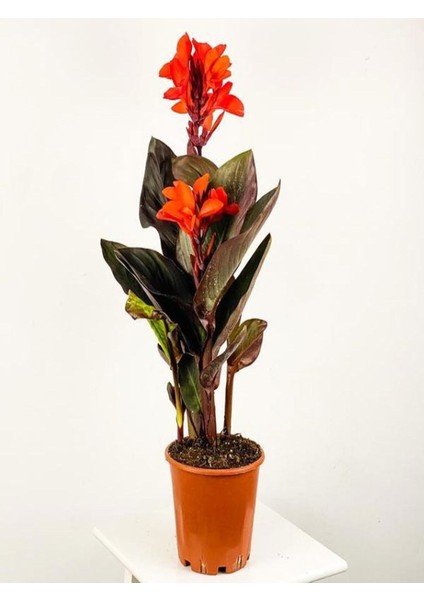 Kana Tesbih Çiçeği Turuncu (30 50 CM91 Adet Saksılı Dış Mekan Bitkisi