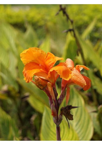 Kana Tesbih Çiçeği Turuncu (30 50 CM91 Adet Saksılı Dış Mekan Bitkisi modelleri