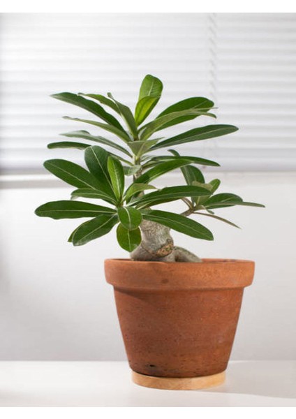 Çöl Gülü (20-50 Cm) 1 Adet Saksılı Bahçe Balkon Dış Mekan Bitkisi fiyatları