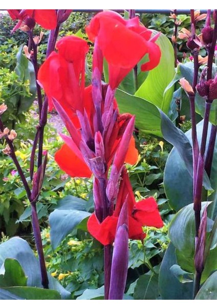 Kana Tesbih Çiçeği Kırmızı(30 50 Cm)1 Adet Saksılı Dış Mekan Bitkisi modelleri