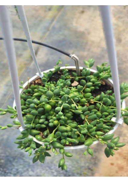 Tespih Çiçeği ( Inci Tanesi) (20 30 Cm)1 Adet Saksılı Dış Mekan Bitkisi modelleri