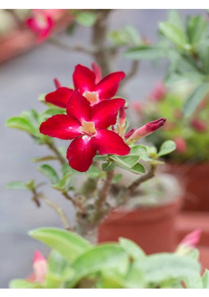 Kırmızı Çöl Gülü (20-50 Cm)1 Adet Saksılı Dış Mekan Bitkisi modelleri