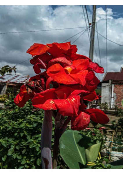 Kana Tespih Çiçeği Kırmızı(30 50 Cm)1 Adet Saksılı Dış Mekan Bitkisi modelleri