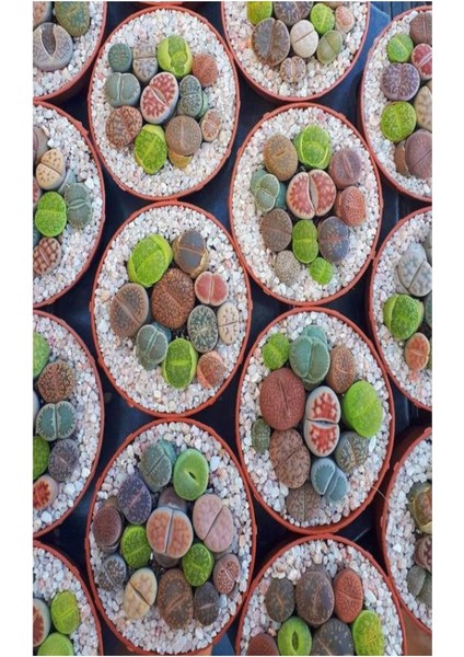 Taş Kaktüs Sukulent (5-10 Cm) 1 Adet Saksılı Dekoratif Bitki fiyatları