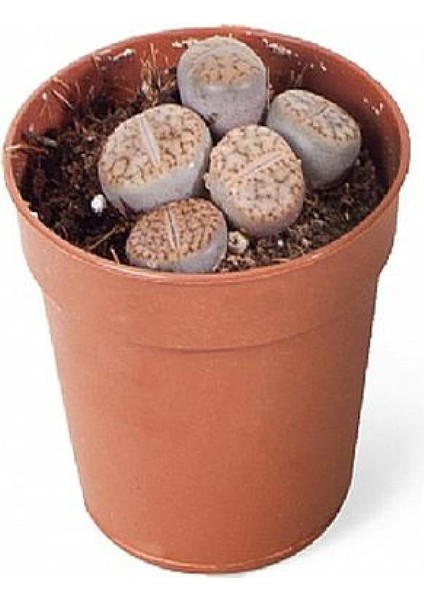 Taş Kaktüs Sukulent (5-10 Cm) 1 Adet Saksılı Dekoratif Bitki modelleri