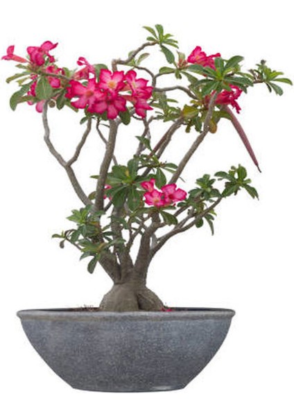 Çöl Gülü Pembe Renkli (20 50 Cm)1 Adet Saksılı Dış Mekan Bitkisi