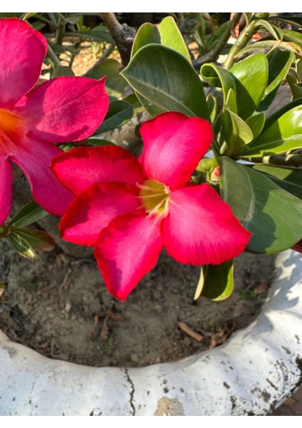 Çöl Gülü Kırmızı Renkli (20 50 Cm)1 Adet Saksılı Dış Mekan Bitkisi