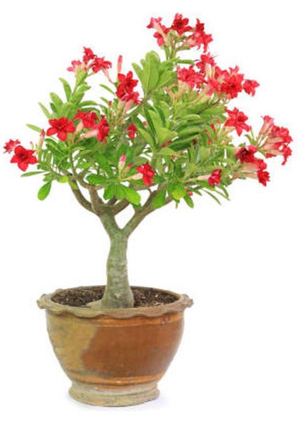 Çöl Gülü Kırmızı Renkli (20 50 Cm)1 Adet Saksılı Dış Mekan Bitkisi modelleri