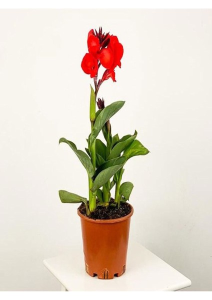 Kana Tesbih Çiçeği Kırmızı (30-50 Cm)1 Adet Saksılı Balkon Bahçe Bitkisi fiyatları