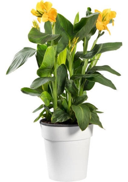 Kana Tesbih Çiçeği Sarı(30 50 Cm)1 Adet Saksılı Dış Mekan Bitkisi