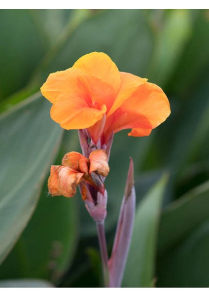 Kana Tesbih Çiçeği Turuncu(30-50 Cm)1 Adet Saksılı Balkon Bahçe Bitkisi fiyatları