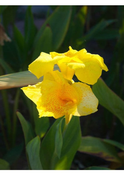 Kana Tesbih Çiçeği Sarı(30 50 Cm)1 Adet Saksılı Dış Mekan Bitkisi fiyatları