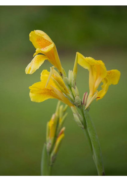 Kana Tesbih Çiçeği Sarı(30 50 Cm)1 Adet Saksılı Dış Mekan Bitkisi modelleri