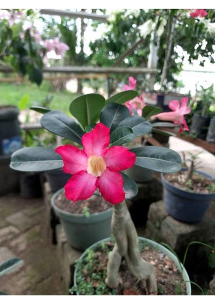 Pembe Renkli Çöl Gülü (20 50 Cm)1 Adet Saksılı Dış Mekan Bitkisi modelleri