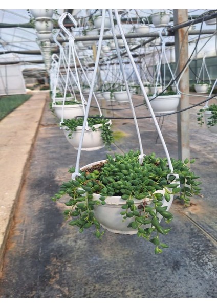 Tespih Çiçeği (20 30 Cm)1 Adet Saksılı Dış Mekan Bitkisi