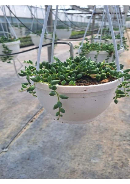 Tespih Çiçeği (20 30 Cm)1 Adet Saksılı Dış Mekan Bitkisi fiyatları