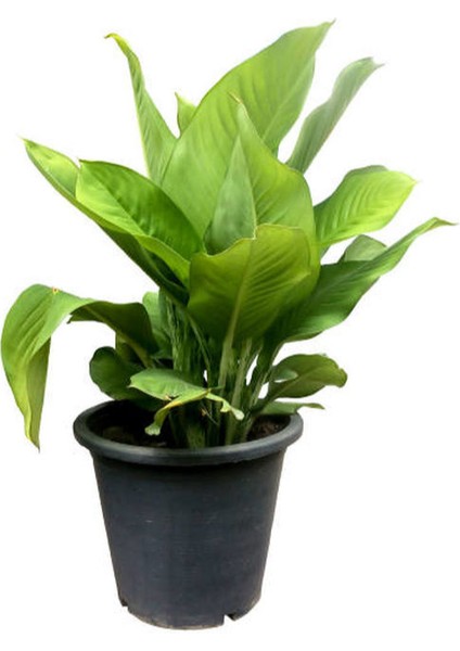 Kana Tesbih Çiçeği Turuncu(30-50 Cm)1 Adet Saksılı Balkon Bahçe Bitkisi