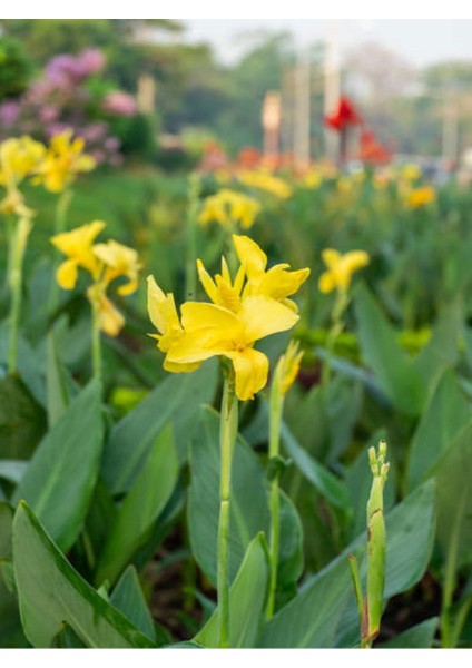 Kana Tesbih Çiçeği Turuncu(30-50 Cm)1 Adet Saksılı Balkon Bahçe Bitkisi modelleri
